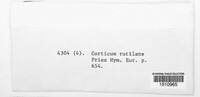 Corticium rutilans image